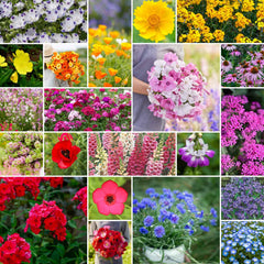 Eden Brothers partial shade wildflower seeds pack ready for spring planting to attract pollinators.