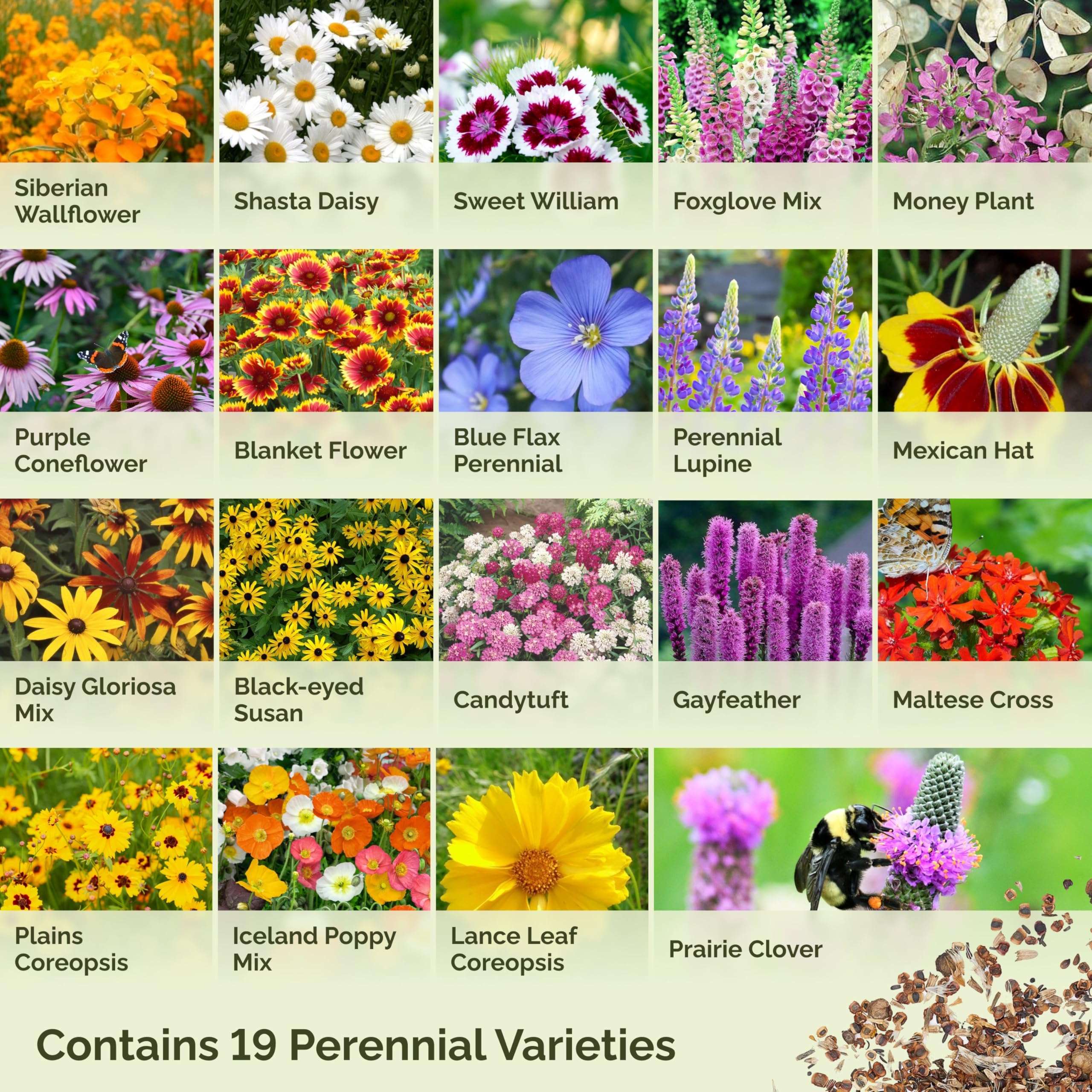 Eden Brothers perennial wildflower mix blue flax bloom adds delicate blue accents.