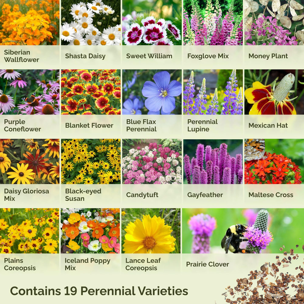 Eden Brothers perennial wildflower mix blue flax bloom adds delicate blue accents.