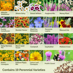 Eden Brothers perennial wildflower mix blue flax bloom adds delicate blue accents.