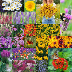 Eden Brothers perennial wildflower mix lupine bloom attracts bees and butterflies.