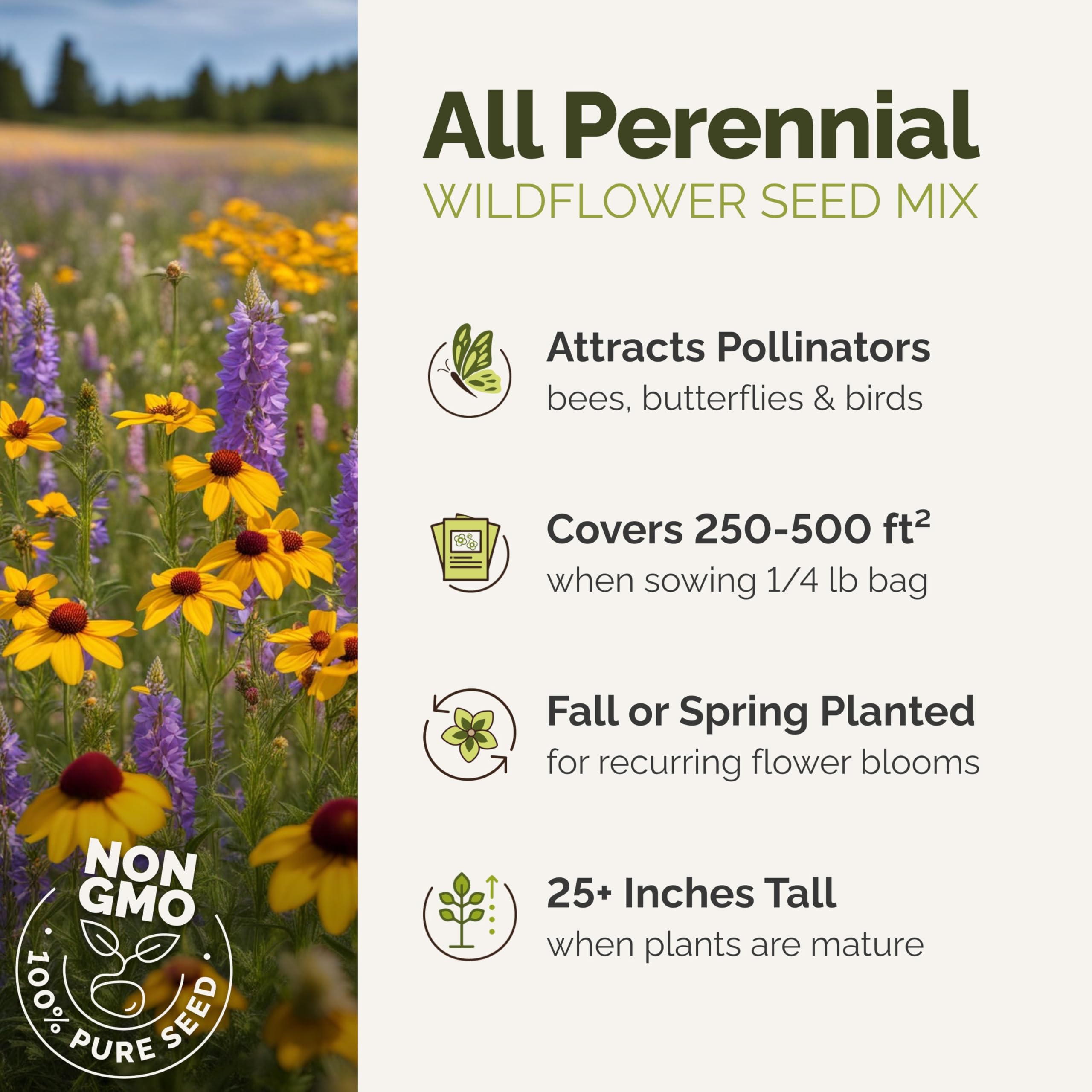 Eden Brothers perennial wildflower mix Shasta Daisy bloom brightens borders.