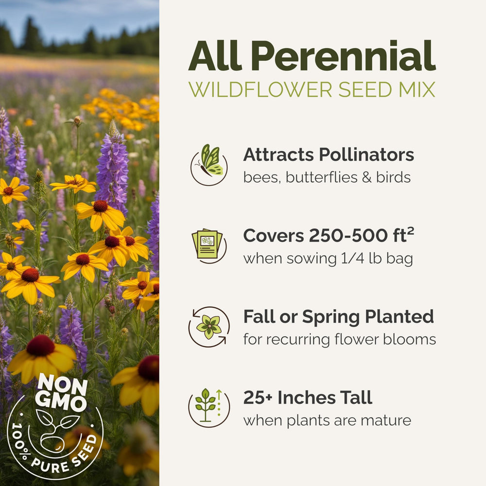 Eden Brothers perennial wildflower mix Shasta Daisy bloom brightens borders.