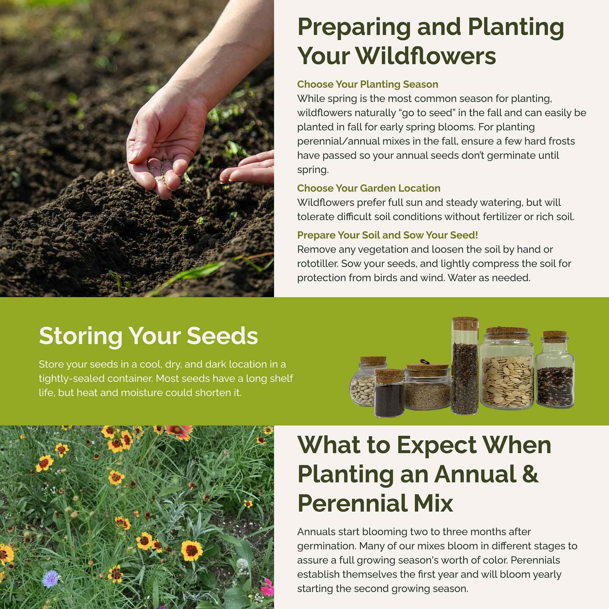 Pollinator-friendly Eden Brothers wildflowers drawing bees and butterflies to blooms.
