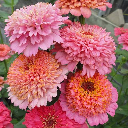 Eden Brothers Zinnia Cupcakes Pink Mix seeds for vibrant blooms in sunny borders