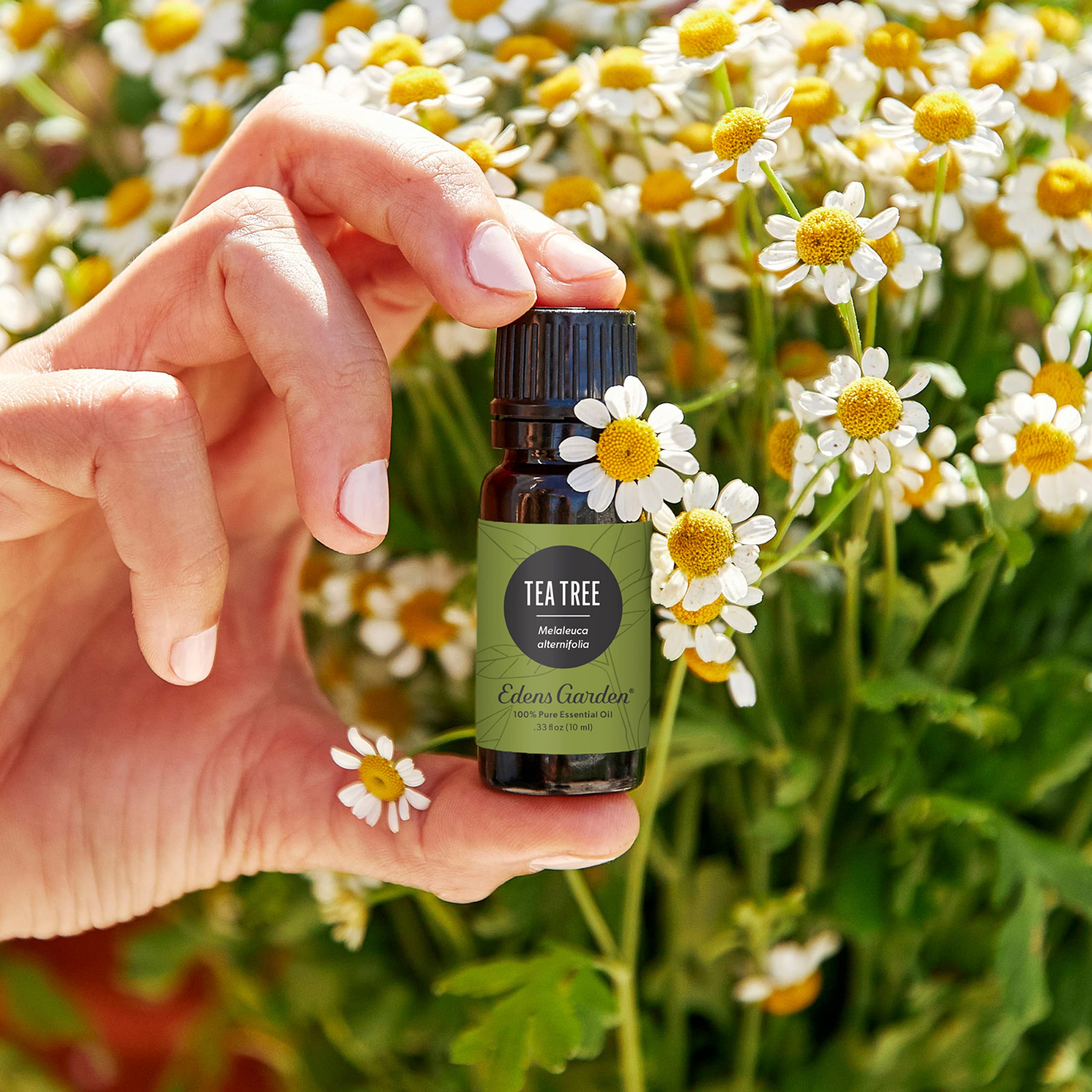 Tea Tree diffuser setup by Edens Garden creates fresh, breath-friendly ambiance.