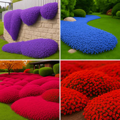 EquSym creeping thyme seeds mixed colors providing vibrant ground cover for sun and shade.