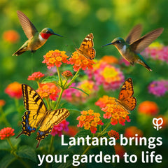 EquSym lantana colorful blooms brighten borders and containers with vivid color.