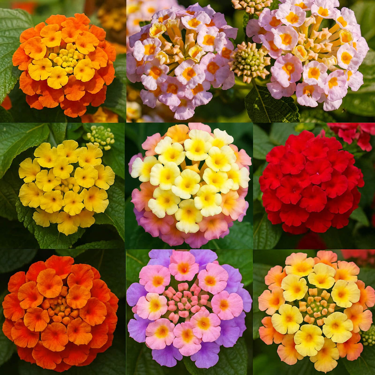 EquSym lantana seeds pack sparks colorful garden projects and seasonal color.