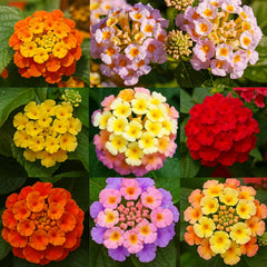 EquSym lantana seeds pack sparks colorful garden projects and seasonal color.
