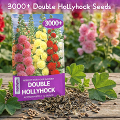 EquSym double hollyhock seeds bloom for layered garden color