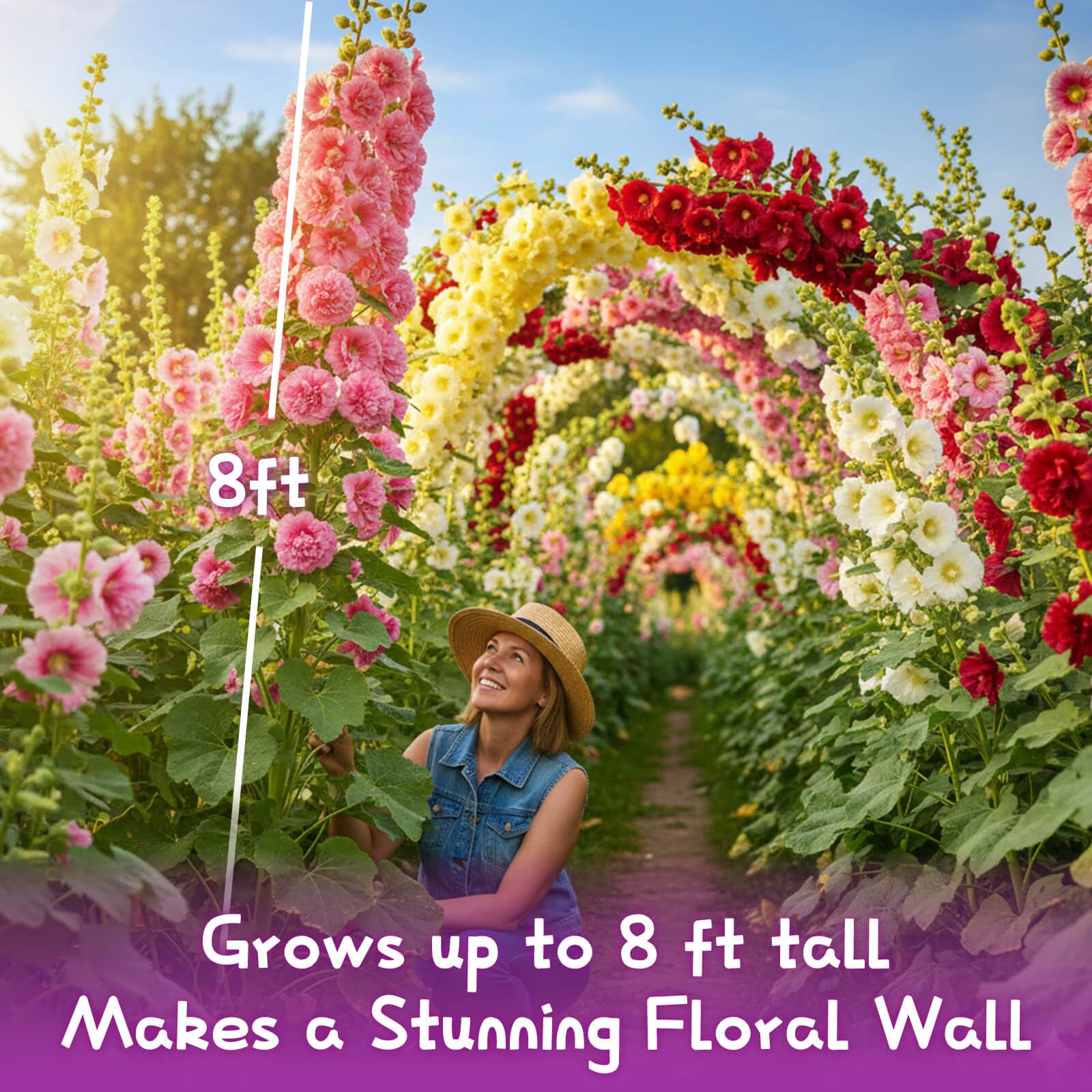 EquSym hollyhock seeds for borders and cottage style planting