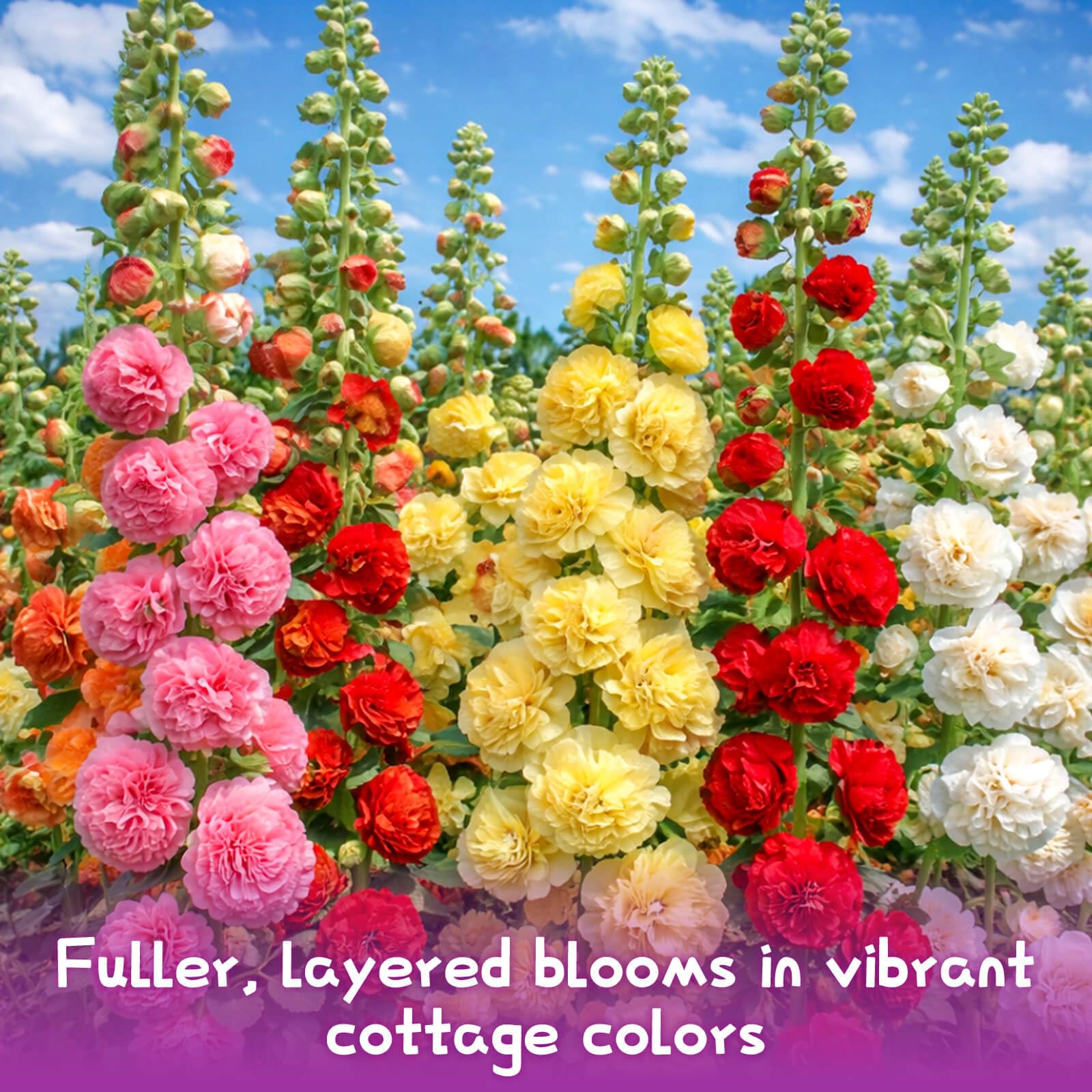 EquSym tall-stem hollyhock seeds for garden structure and height