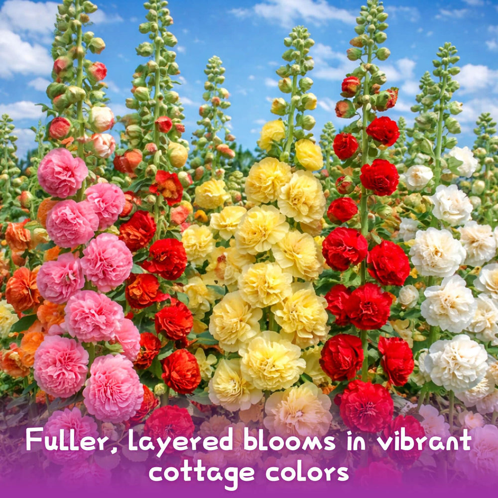 EquSym tall-stem hollyhock seeds for garden structure and height
