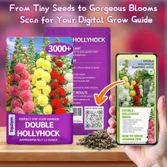 EquSym mixed-color hollyhock seeds for cottage garden colors