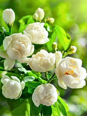 EquSym 400+ seeds pack enables easy home gardening.