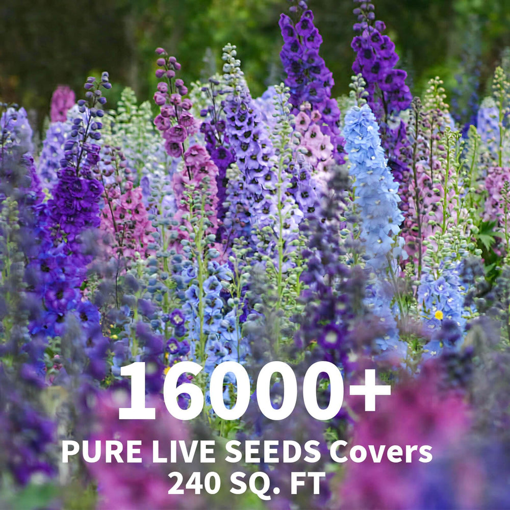 EquSym delphinium blue pink white blooms add color to borders
