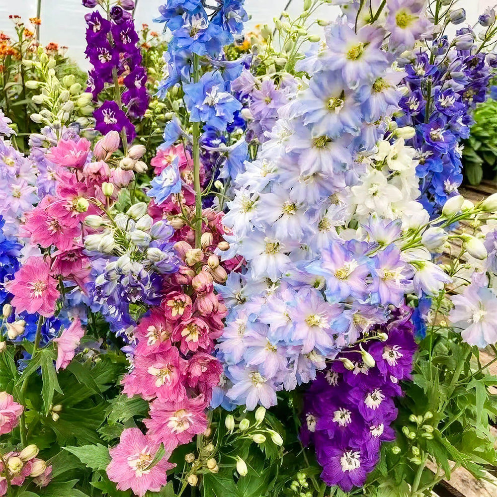 EquSym delphinium seeds for borders and garden beds