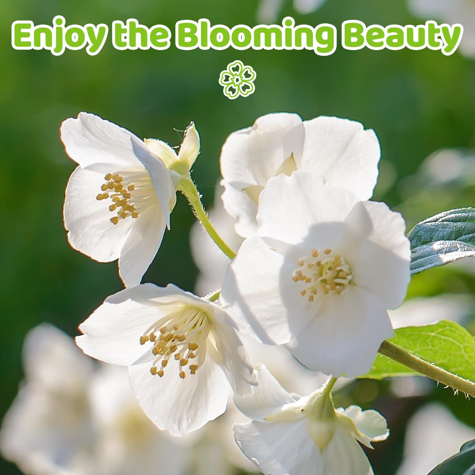 EquSym easy-to-grow jasmine seeds support simple sowing for beginners.