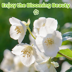 EquSym easy-to-grow jasmine seeds support simple sowing for beginners.