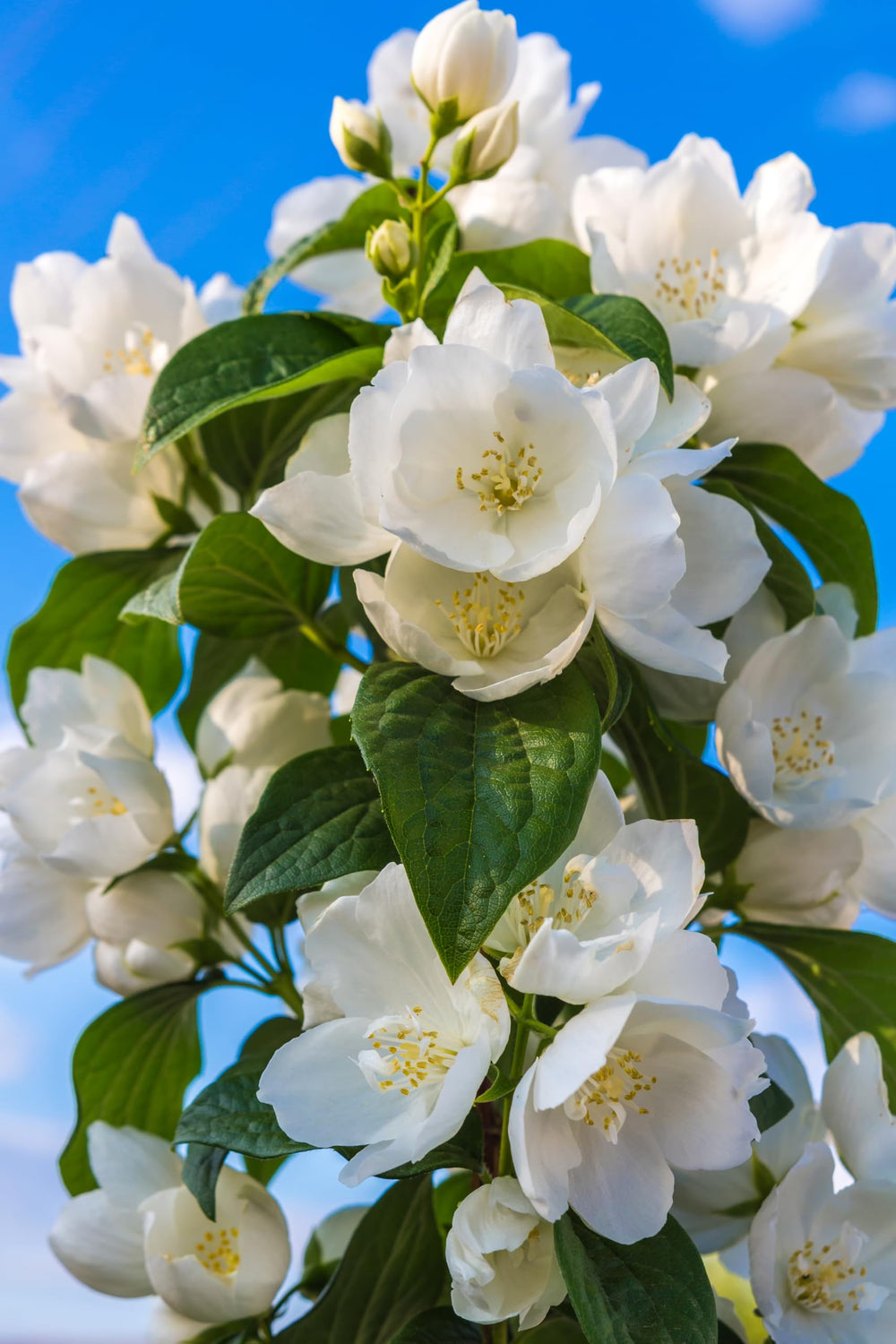 EquSym home garden display showcases vibrant jasmine blooms along a trellis.