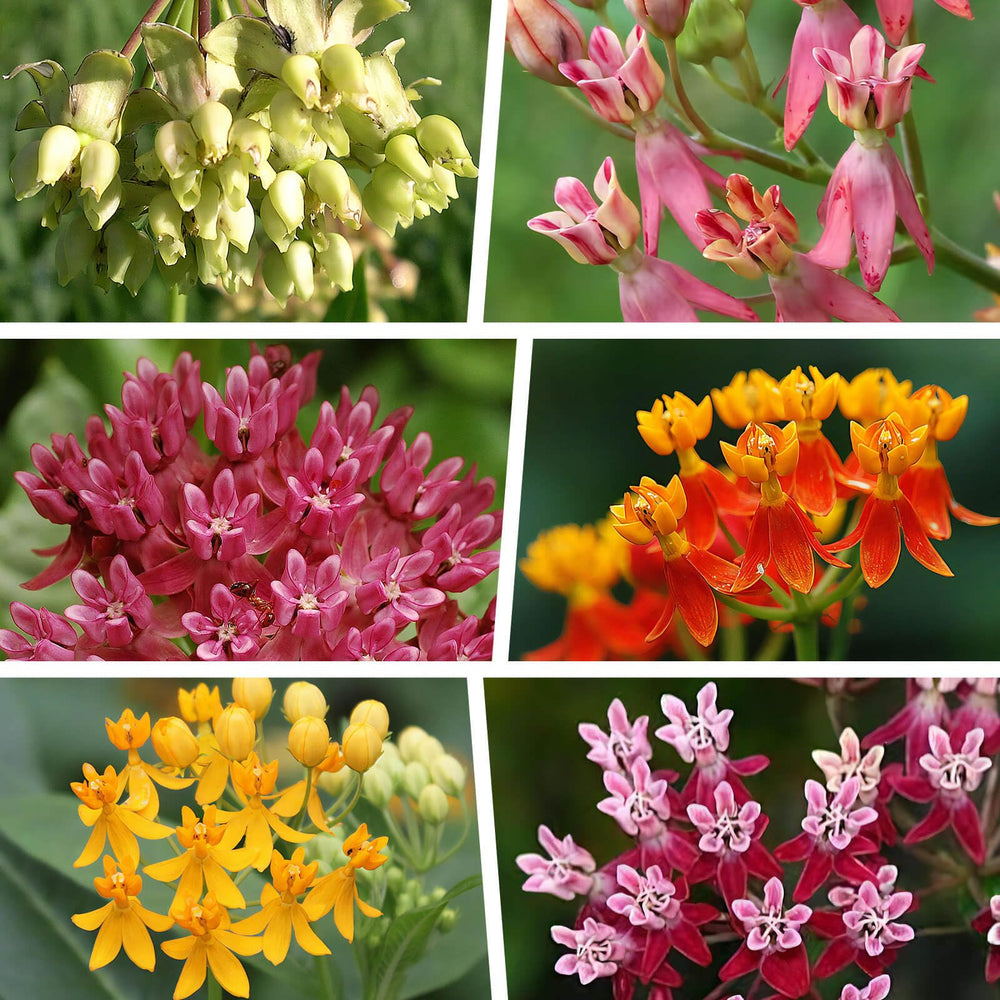 EquSym mix contains six varieties in a single 120-seed pack.