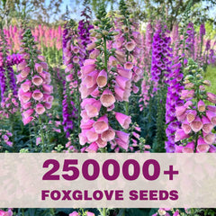 EquSym tall spire blooms showcase height, ideal for focal points along hedges and fences.