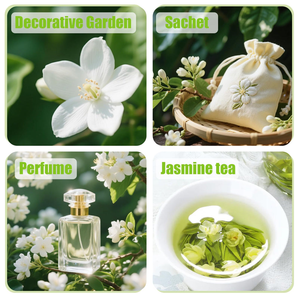 EquSym vertical garden jasmine vine climbs fences and trellises for compact spaces.