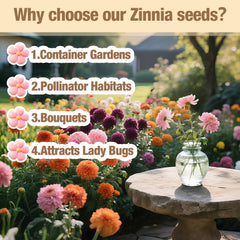 EquSym zinnia seeds container-garden image hints easy patio color.