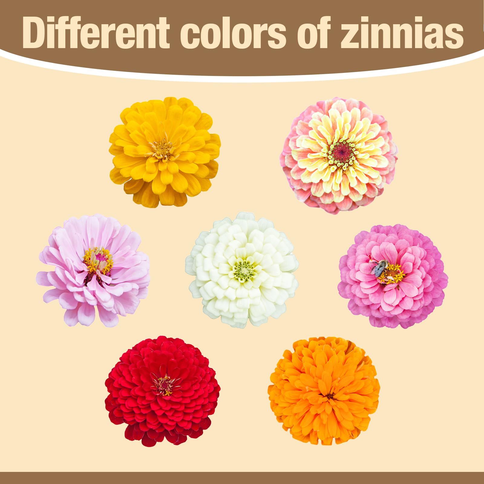 EquSym zinnia seeds pollinator-habitat supports bee-friendly gardens.