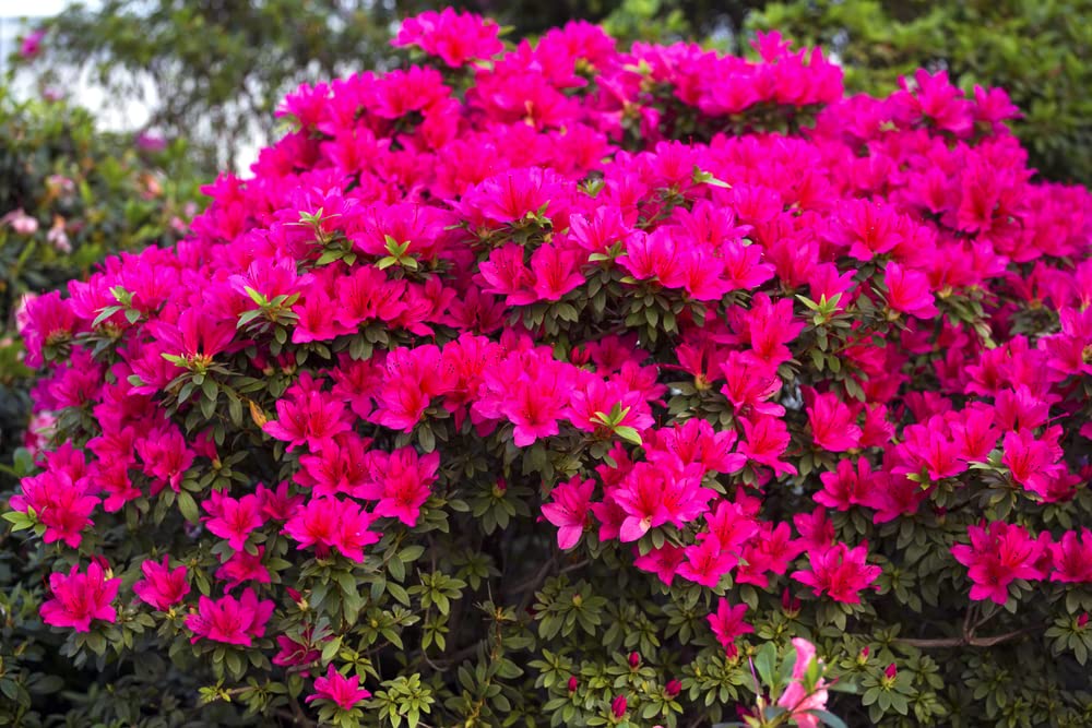 Espoma pack of two Azalea-Tone bags ready for planting season.