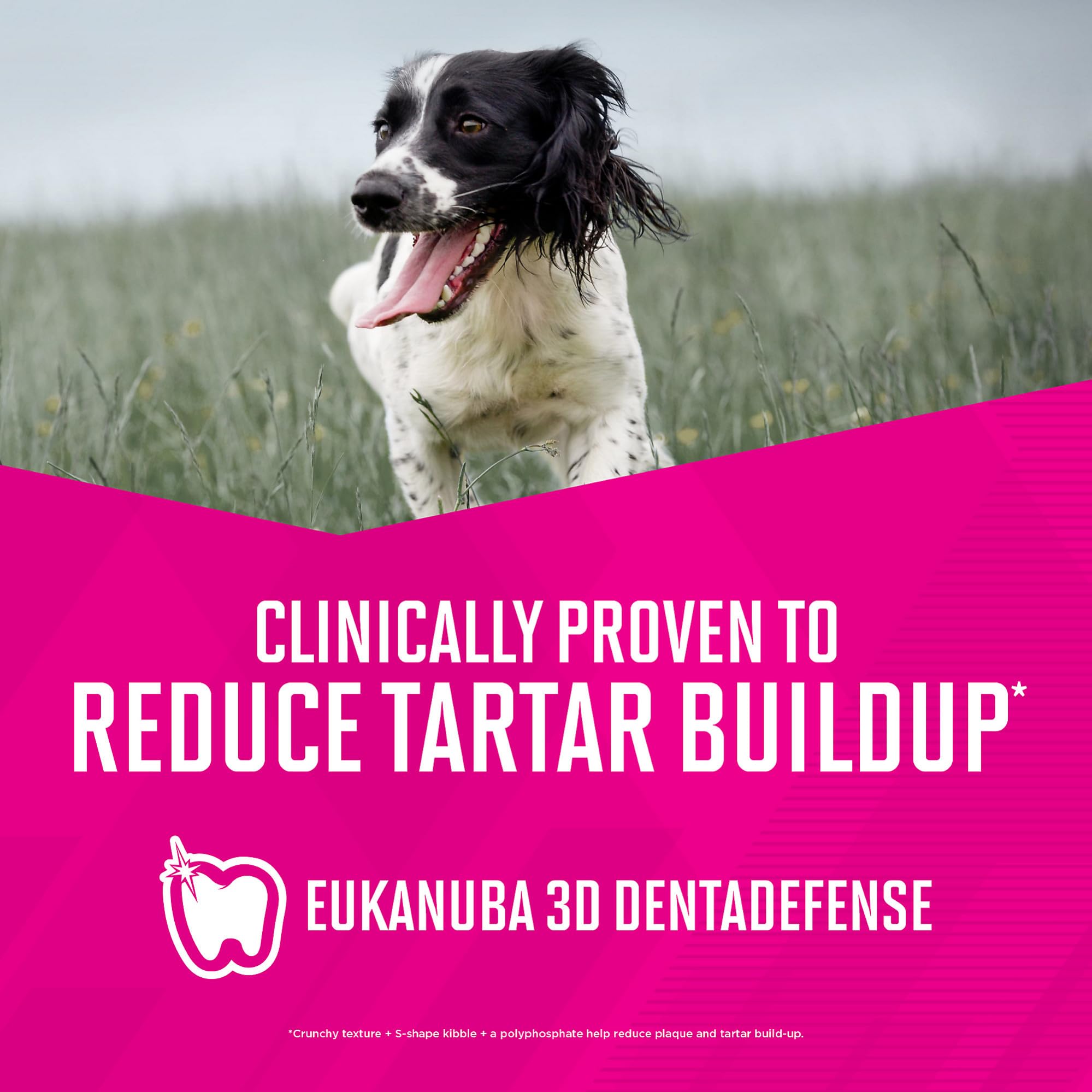 DHA and vitamin E support brain function for small dogs.