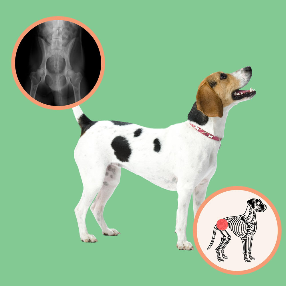 Extend dog joint powder with a happy wagging tail