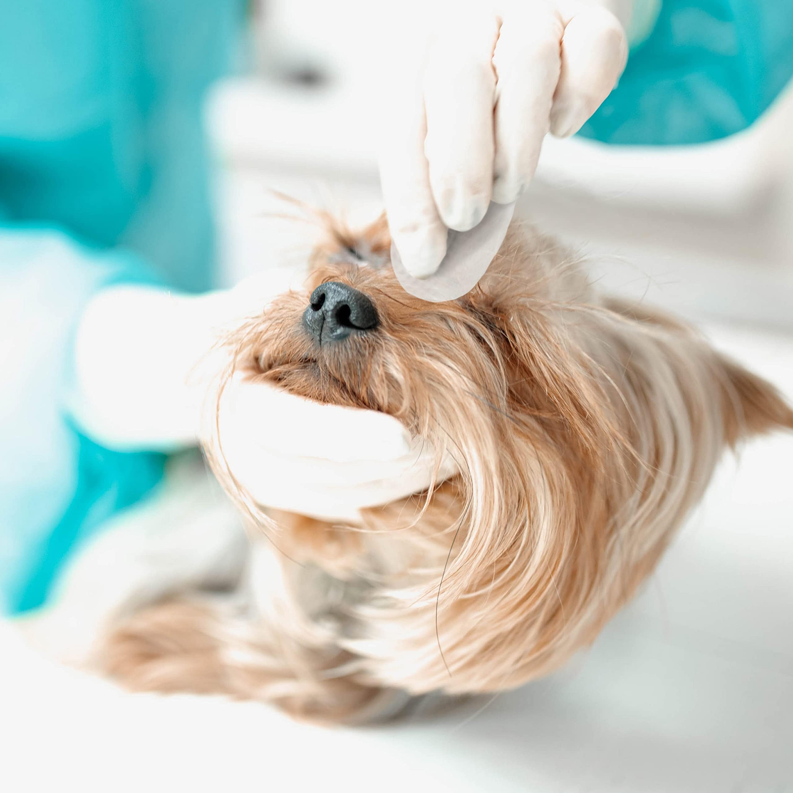 Eye Envy wipes suitable for all breeds including light colored dogs.