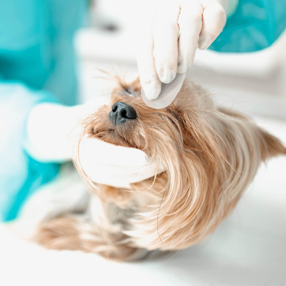 Eye Envy wipes suitable for all breeds including light colored dogs.