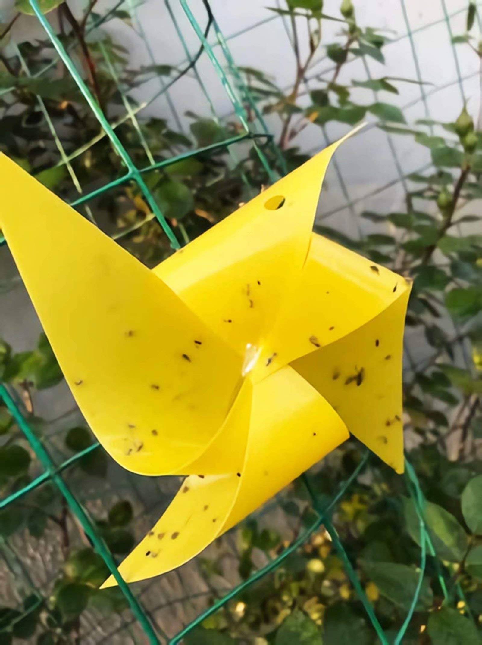 Faicuk aphids captured on sticky surface during outdoor use.