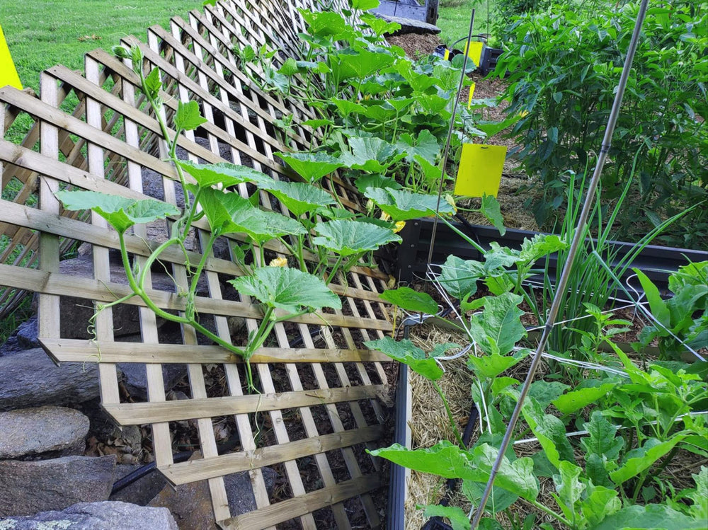 Faicuk outdoor garden use traps for balcony and yard plants.