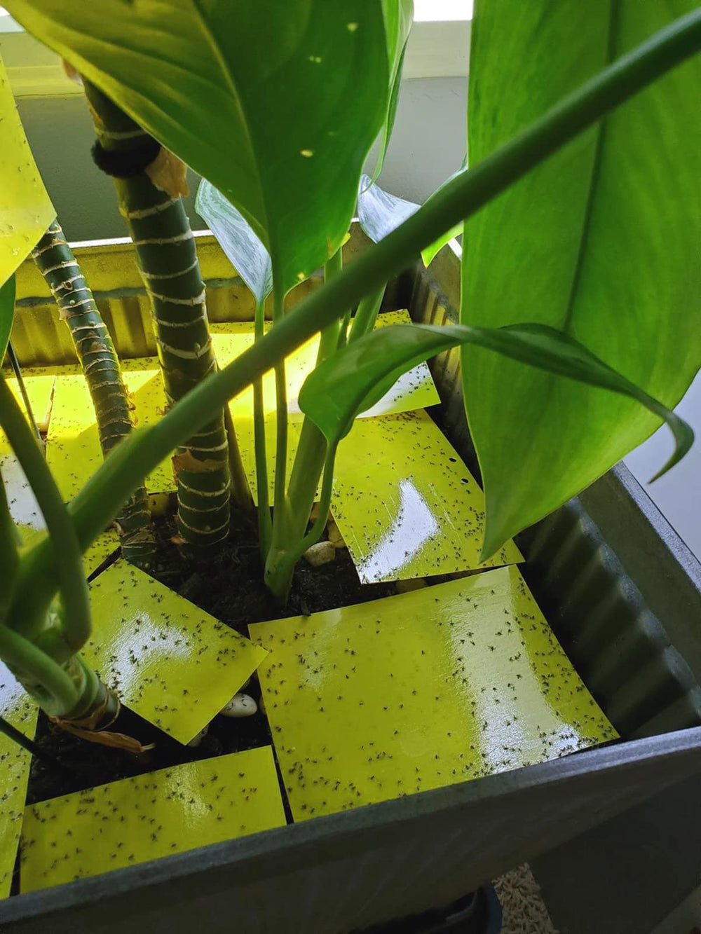 Faicuk pest-monitoring traps help track pest trends over time.