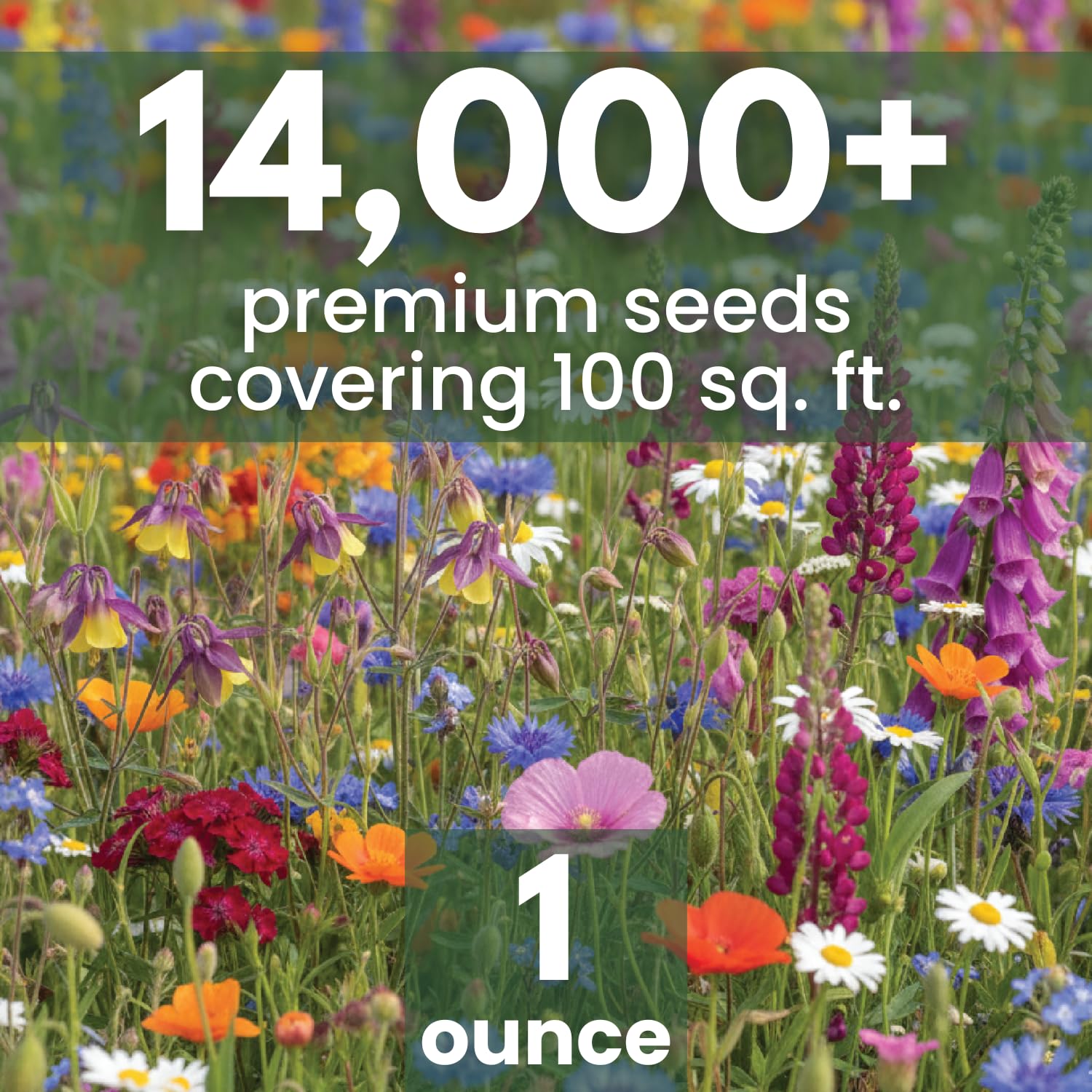 FAMILY SOWN 14000 seeds close-up showcases diverse blooms for low-light gardens