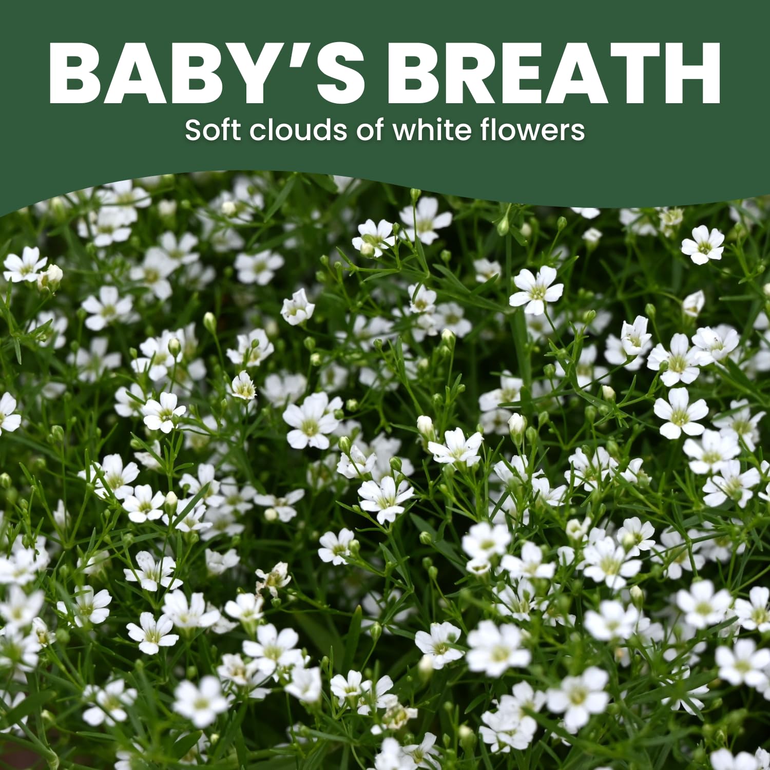 Family Sown Baby's Breath airy white blooms ideal for bouquets.