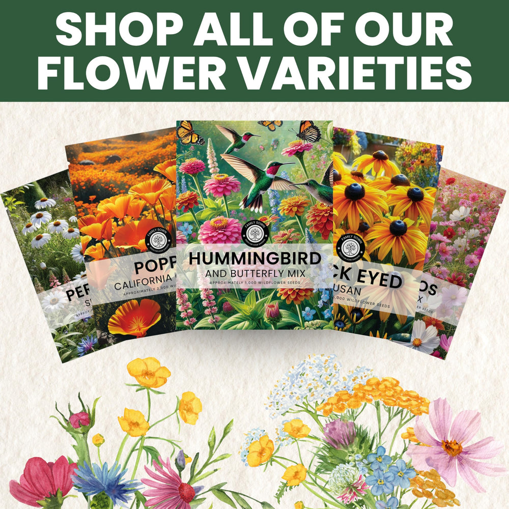Family Sown Hummingbird Butterfly Mix easy-to-grow seeds for beginners.