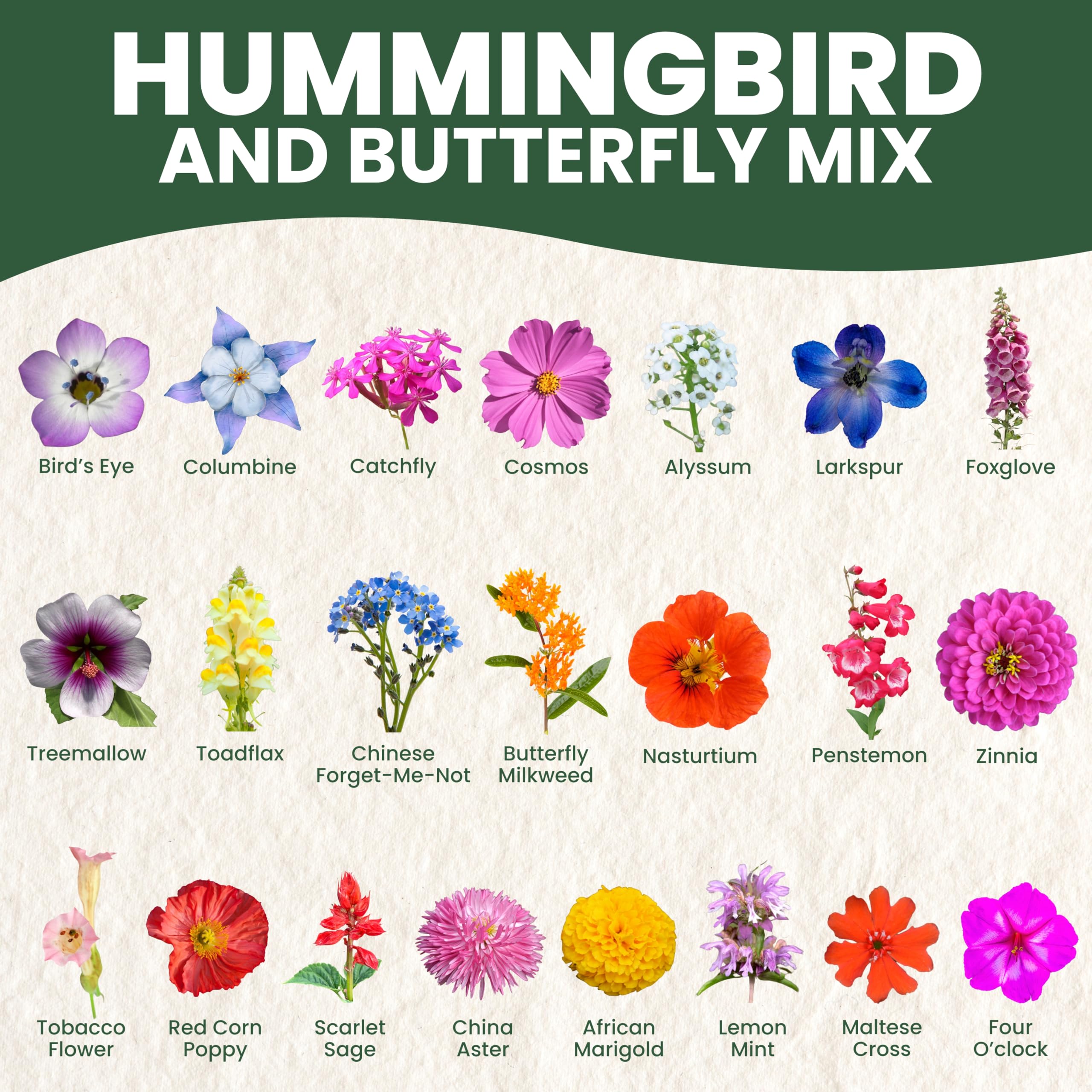 Family Sown Hummingbird Butterfly Mix garden border blooms for visual appeal.
