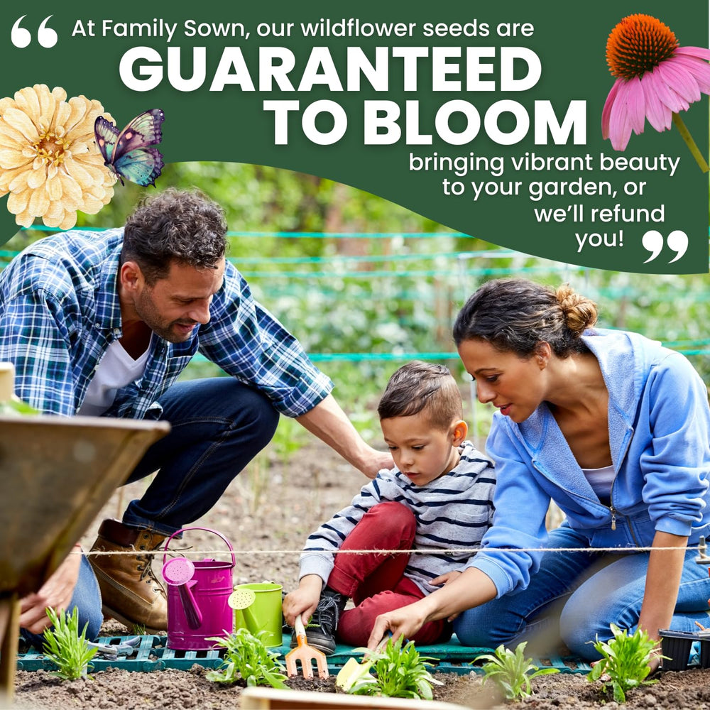 Family Sown meadow and garden idea showcases versatile coneflowers for borders.