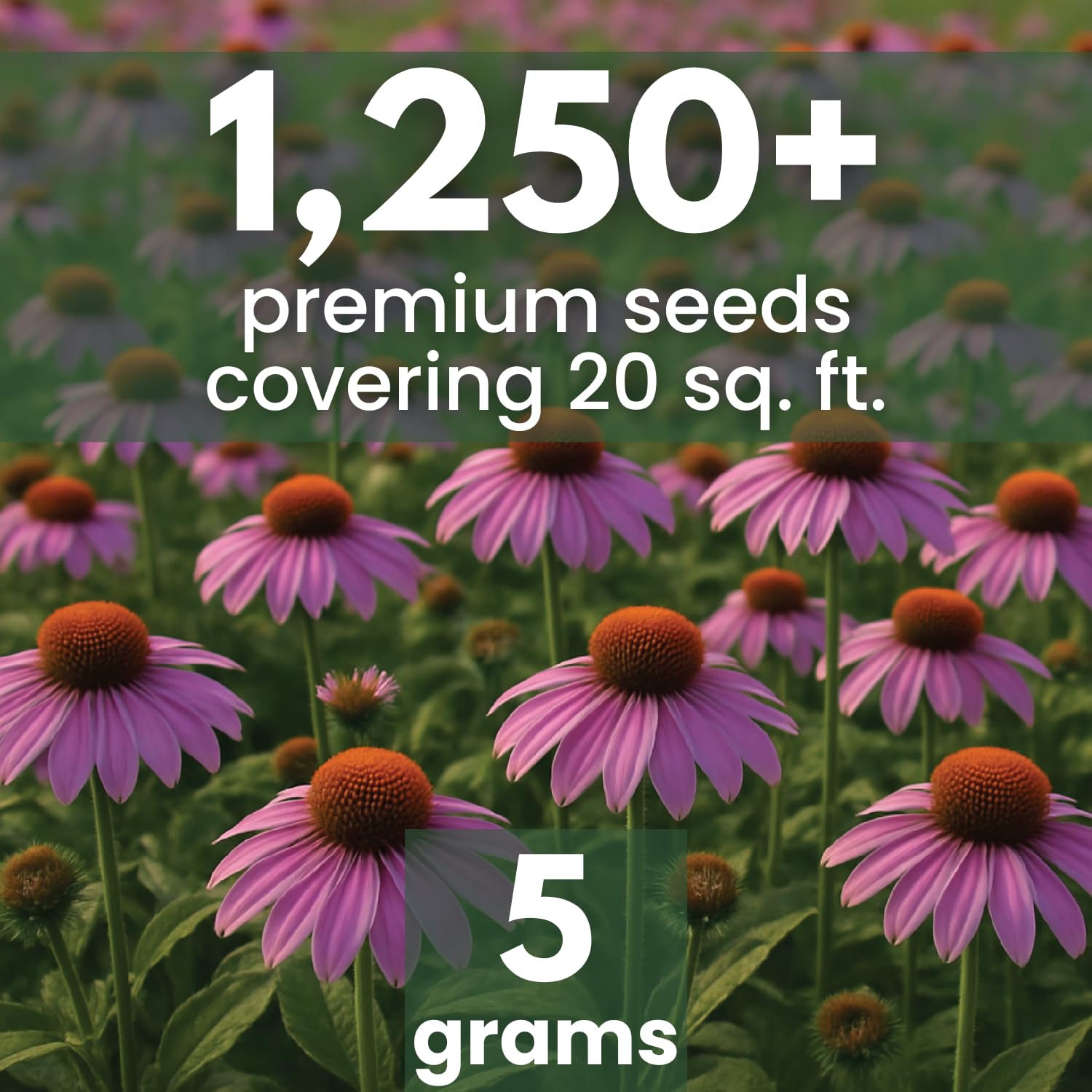 Family Sown purple coneflower bloom closeup shows vibrant petals and copper centers.