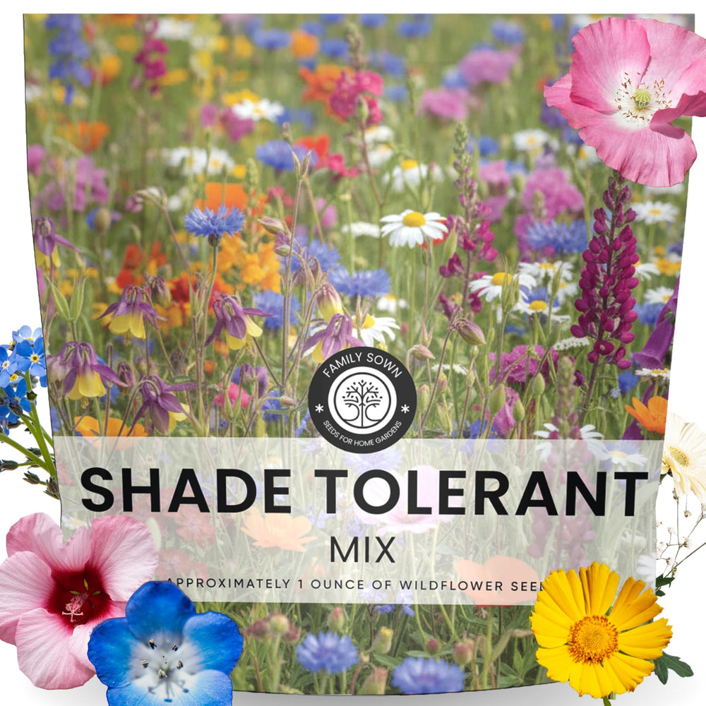 FAMILY SOWN shade-tolerant wildflower mix seeds pack brightening shaded garden corners for pollinators