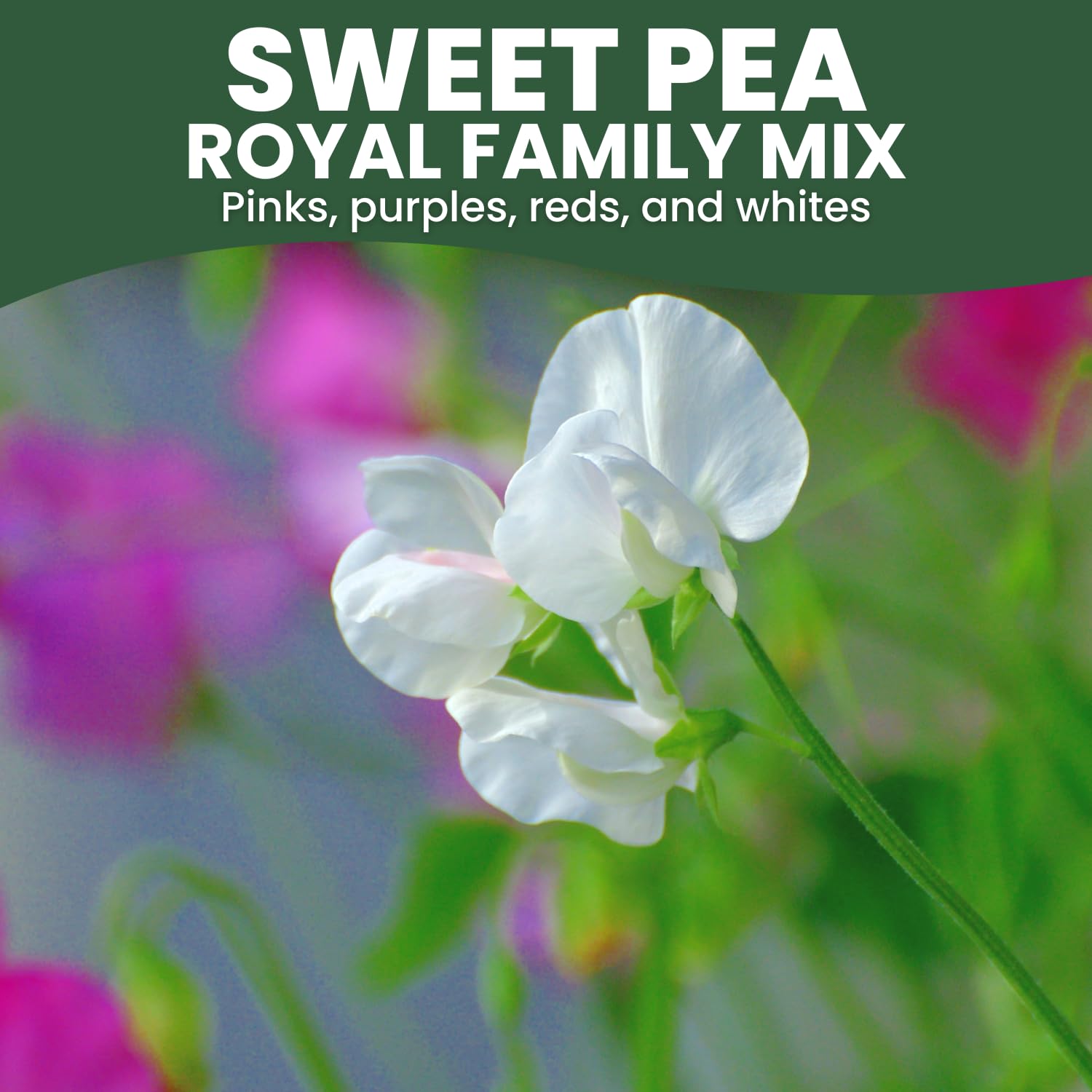FAMILY SOWN seeds in a 5-gram freshness pouch for 2026 season