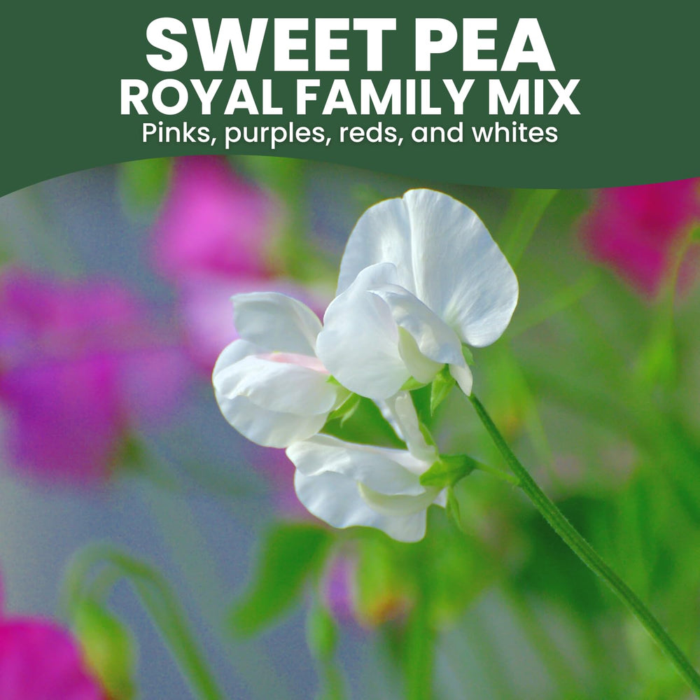 FAMILY SOWN seeds in a 5-gram freshness pouch for 2026 season