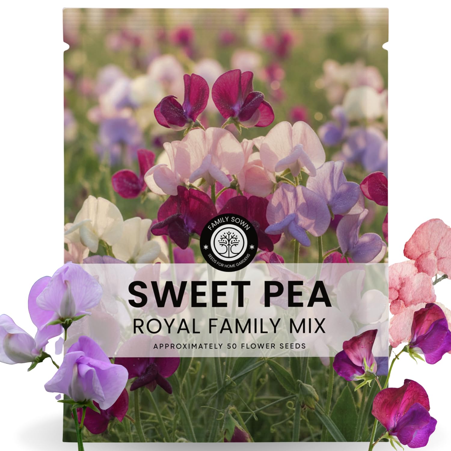 FAMILY SOWN Sweet Pea Royal Family Mix bloom close-up with vibrant color