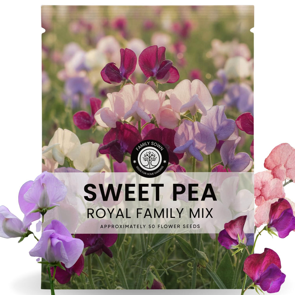 FAMILY SOWN Sweet Pea Royal Family Mix bloom close-up with vibrant color