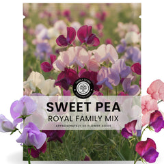 FAMILY SOWN Sweet Pea Royal Family Mix bloom close-up with vibrant color